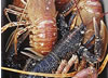 Lobster Florentine Crepes