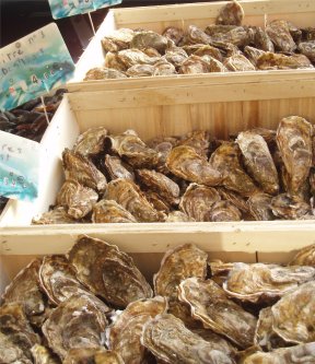 Normandy Oysters