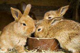 Rearing Rabbits