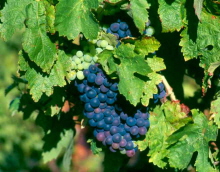 Languedoc Wine