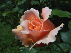 Improving top soil; how to deadhead roses; what to do with sick apricot trees
