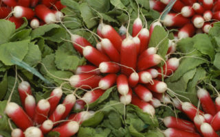 Animal Free Organic Growing