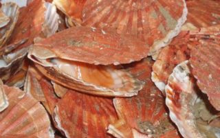 Scallops with crème fraîche and leeks