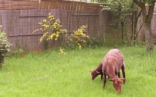 Burgundy, living on a small farm