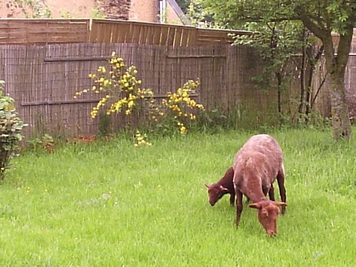 Burgundy, living on a small farm