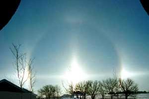 December Top Tips For Your Limousin Garden