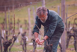 The annual cycle of a Cahors wine vineyard