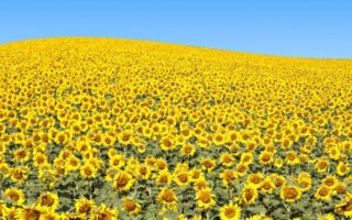 Climate: Choosing the Right Area of France