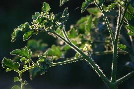 Dealing with tomato and potato blight; and white worm