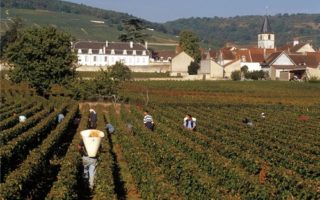 Burgundy wines in the Saone et Loire