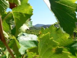 An Introduction to the AOC Wines of the Aude