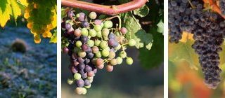 Investing in a French Vineyard in Languedoc Roussillon