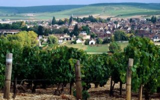 Burgundy wines in the Yonne