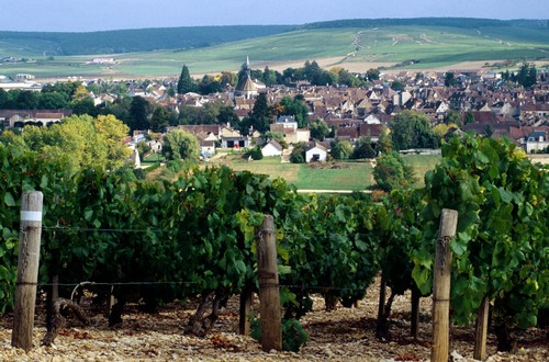 Burgundy wines in the Yonne