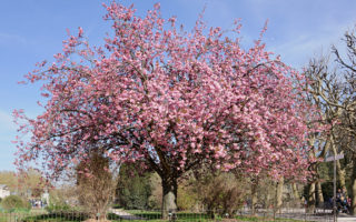 Gardening Observations: Your French Garden in May