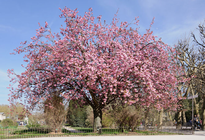 Gardening Observations: Your French Garden in May