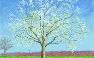 David Hockney shares springtime drawings from Normandy lockdown