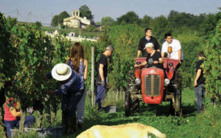 A Grape Undertaking in Gironde