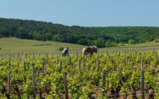 Off to the Vineyard: Investing in Wine Production