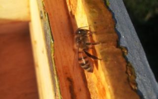 Beekeeping in the Charente – Get Ready For Spring!
