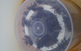 Beekeeping in the Charente – September