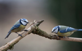 How to feed the little guests in your French garden in winter