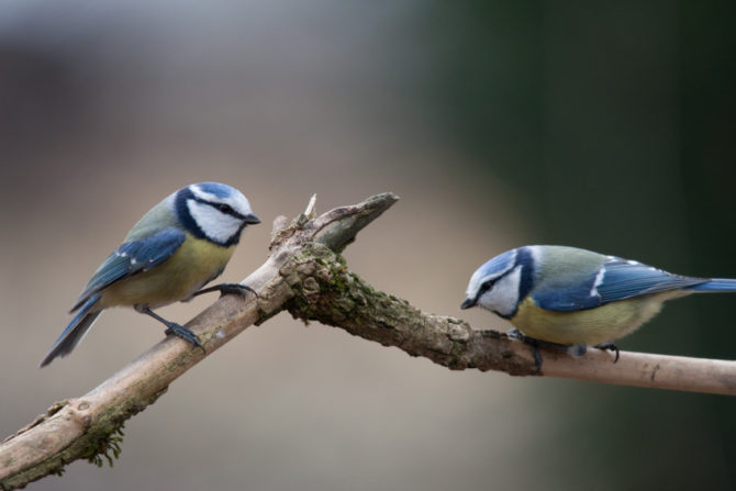 How to feed the little guests in your French garden in winter