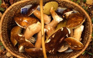 A tasty and rustic dish: Cèpes farcis – stuffed ceps