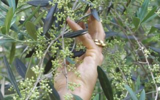 Oiling the Wheels – How We Bought an Olive Grove