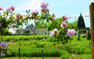 A wine romance in Bordeaux and Cognac