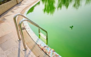 Maintaining Your French Swimming Pool: How to Treat Pool Algae