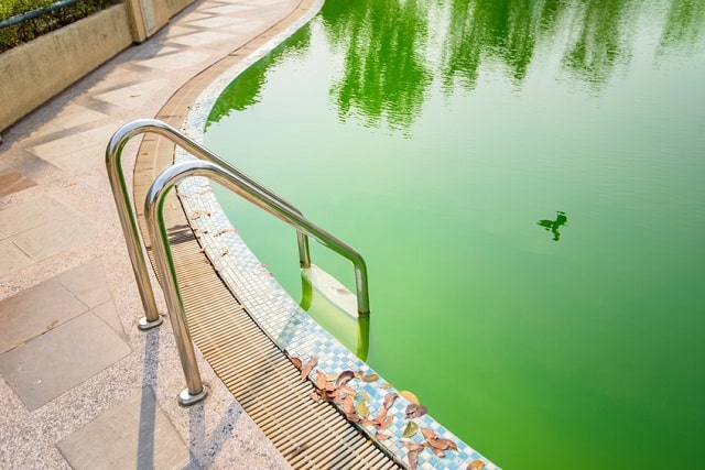 Maintaining Your French Swimming Pool: How to Treat Pool Algae