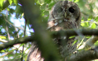 Living in harmony with wildlife in France