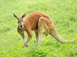 Le Parc Australien