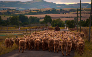 Roquefort cheese from the Aveyron