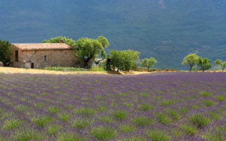 A Franchise in France