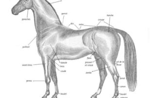 French Equine Vocabulary: Points of the Horse