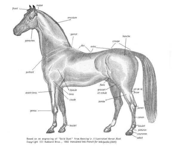 French Equine Vocabulary: Points of the Horse