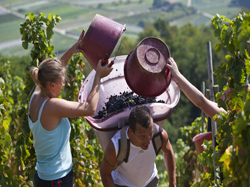 Behind the label: Rhône wines