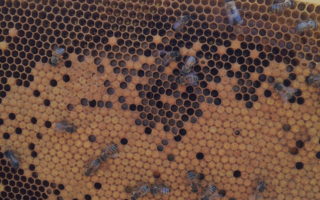 Beekeeping in the Charente – June