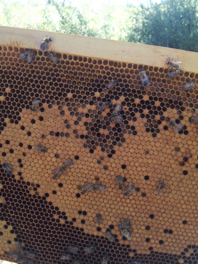 Beekeeping in the Charente – June