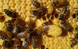 Beekeeping in the Charente – July