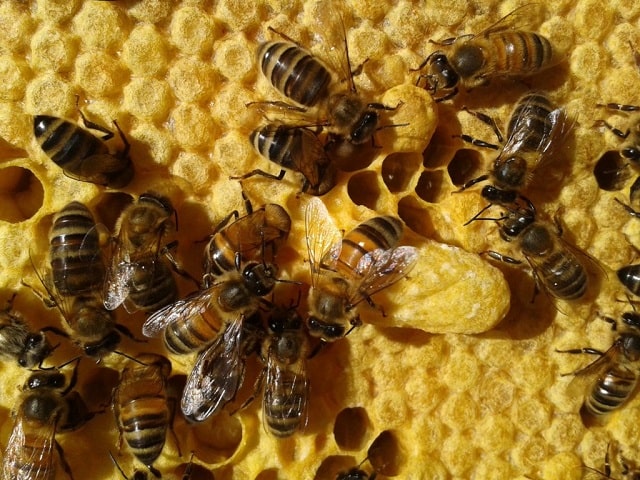 Beekeeping in the Charente – July