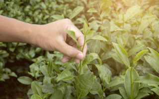 New Life, New Jardin! Growing Tea