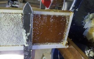 Beekeeping in the Charente – August