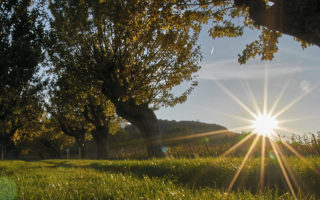 The AOC Wines of Provence