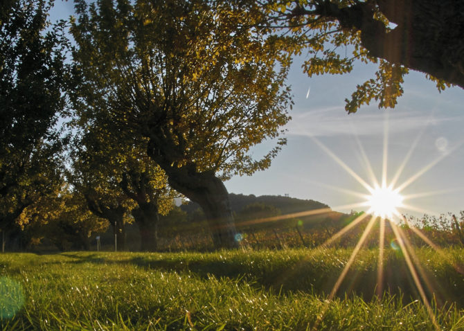 The AOC Wines of Provence