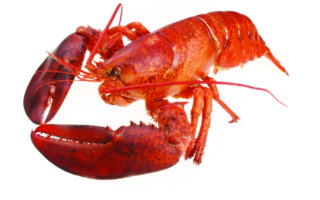 Seafood capital: Boulogne-sur-Mer food specialities