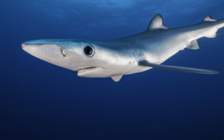 French News Digest: Shark Panic and a War of Words