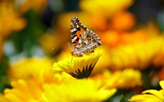 30 Wildlife Friendly Plants for Your French Garden